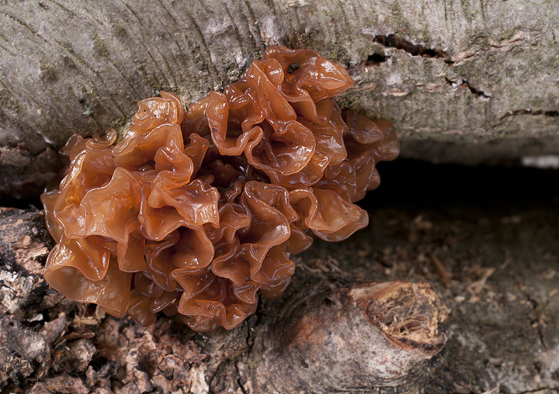 Phaeotremella cf. frondosa